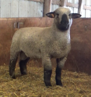 kleinert 5236 x Kleinert 5278, a natural born Fall ram.